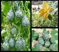 horned melon